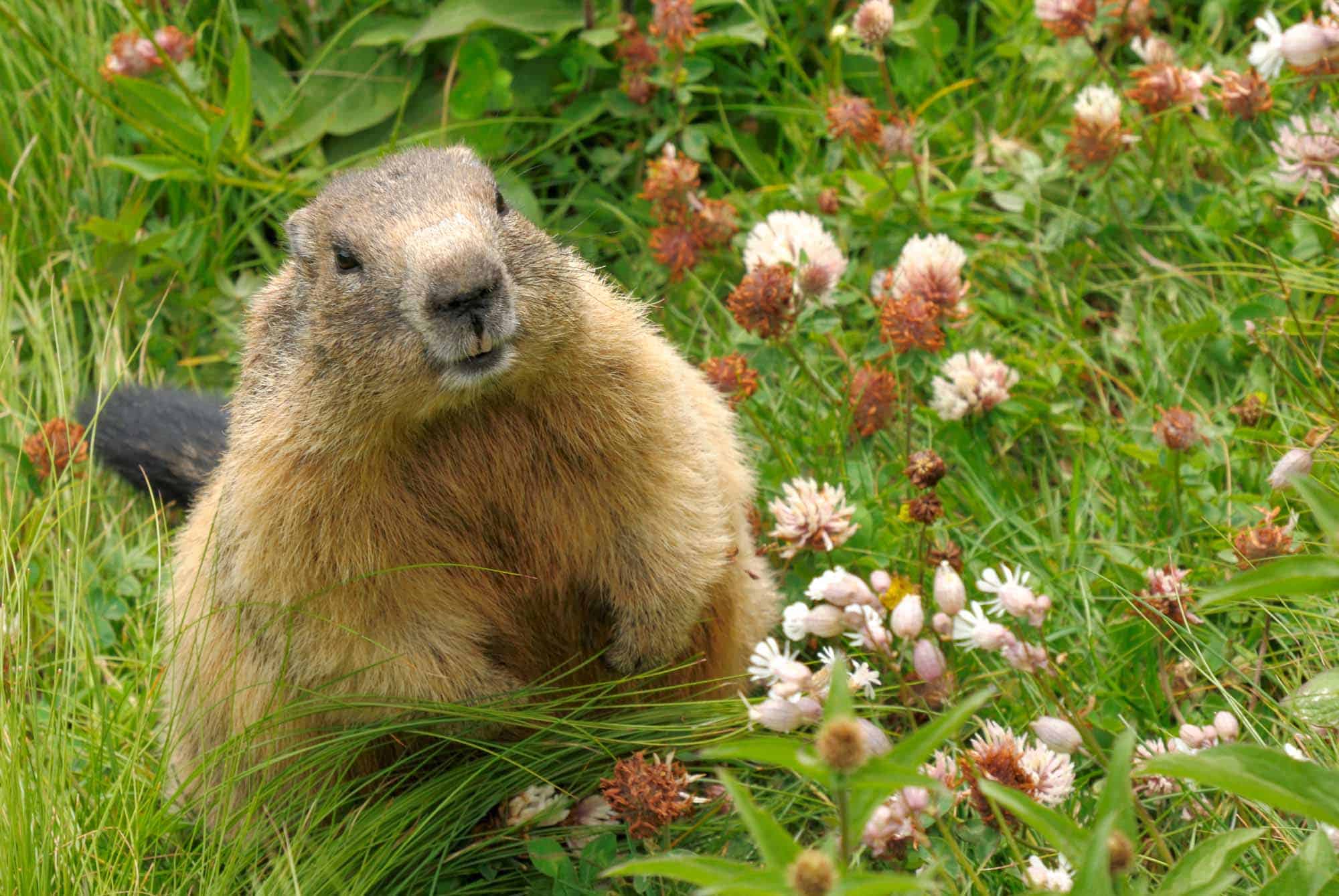 La marmota, una de las protagonista de la película "Atrapado en el tiempo"