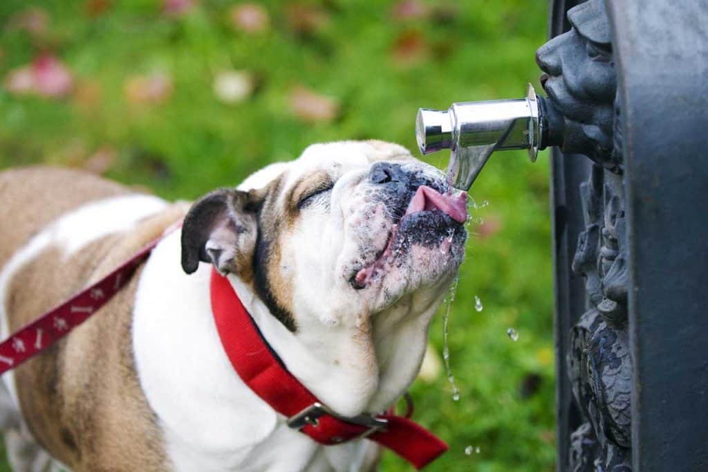 Cómo prevenir golpes de calor en perros en verano