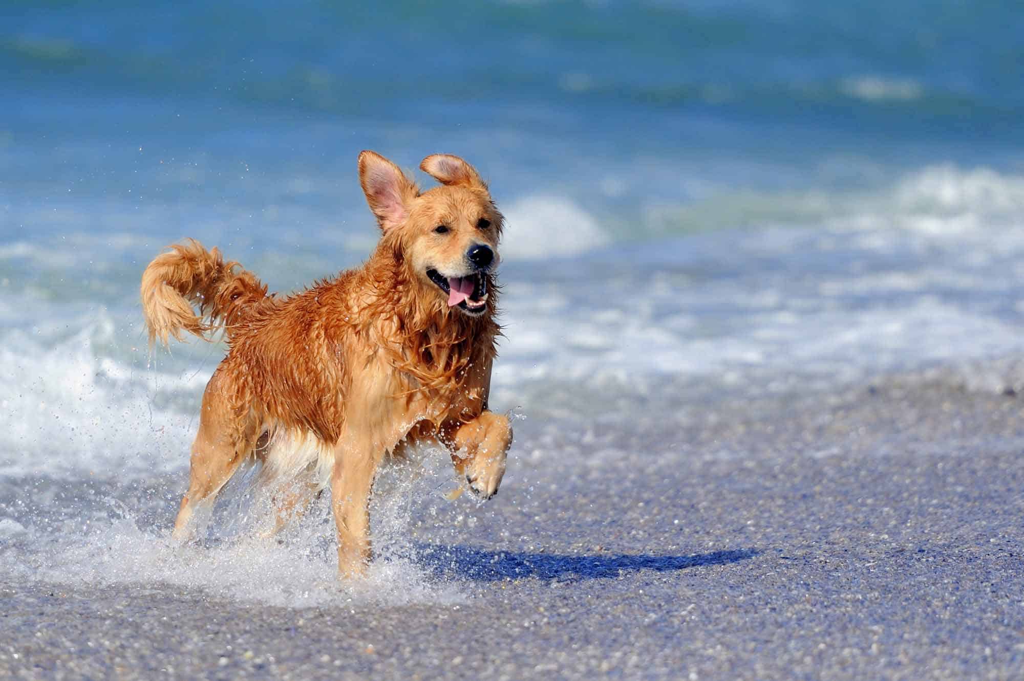 Trucos para evitar los golpes de calor en perros