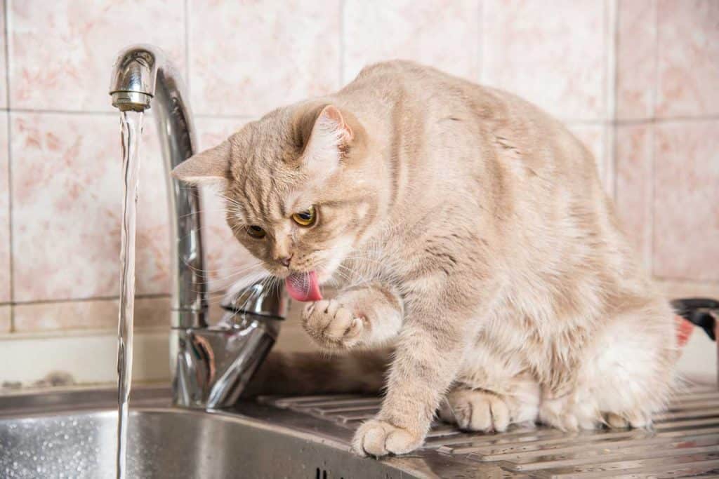 Mantener a los gatos hidratados en verano es fundamental para su salud