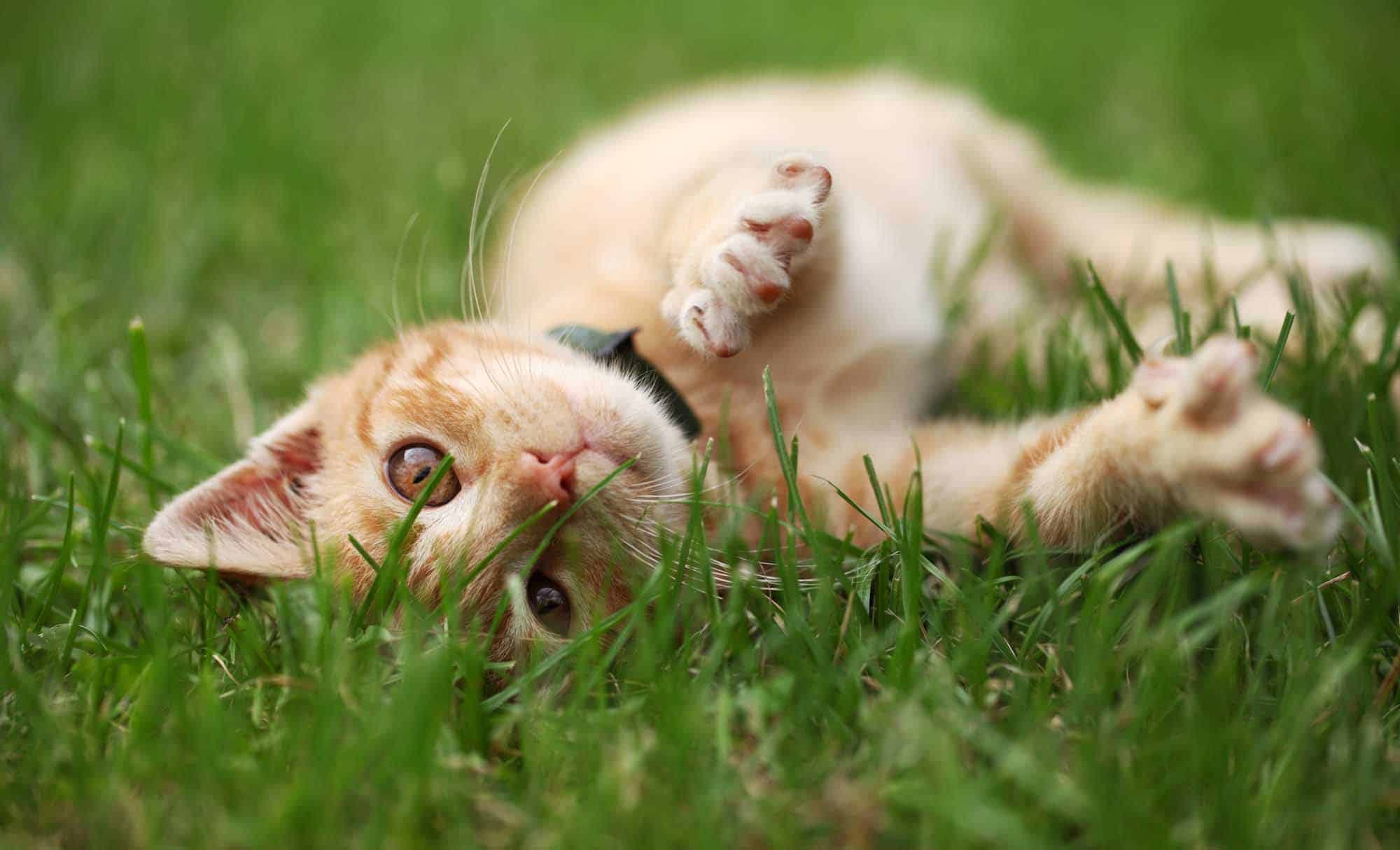 Cómo mantener a los gatos hidratados en verano