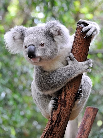¿Están en peligro de extinción los koalas?