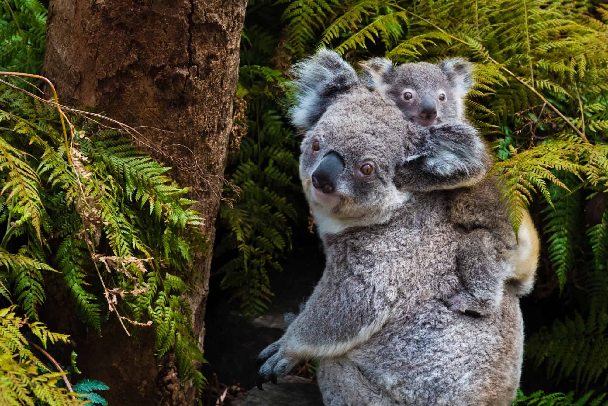 ¿Están los koalas en peligro de extinción?