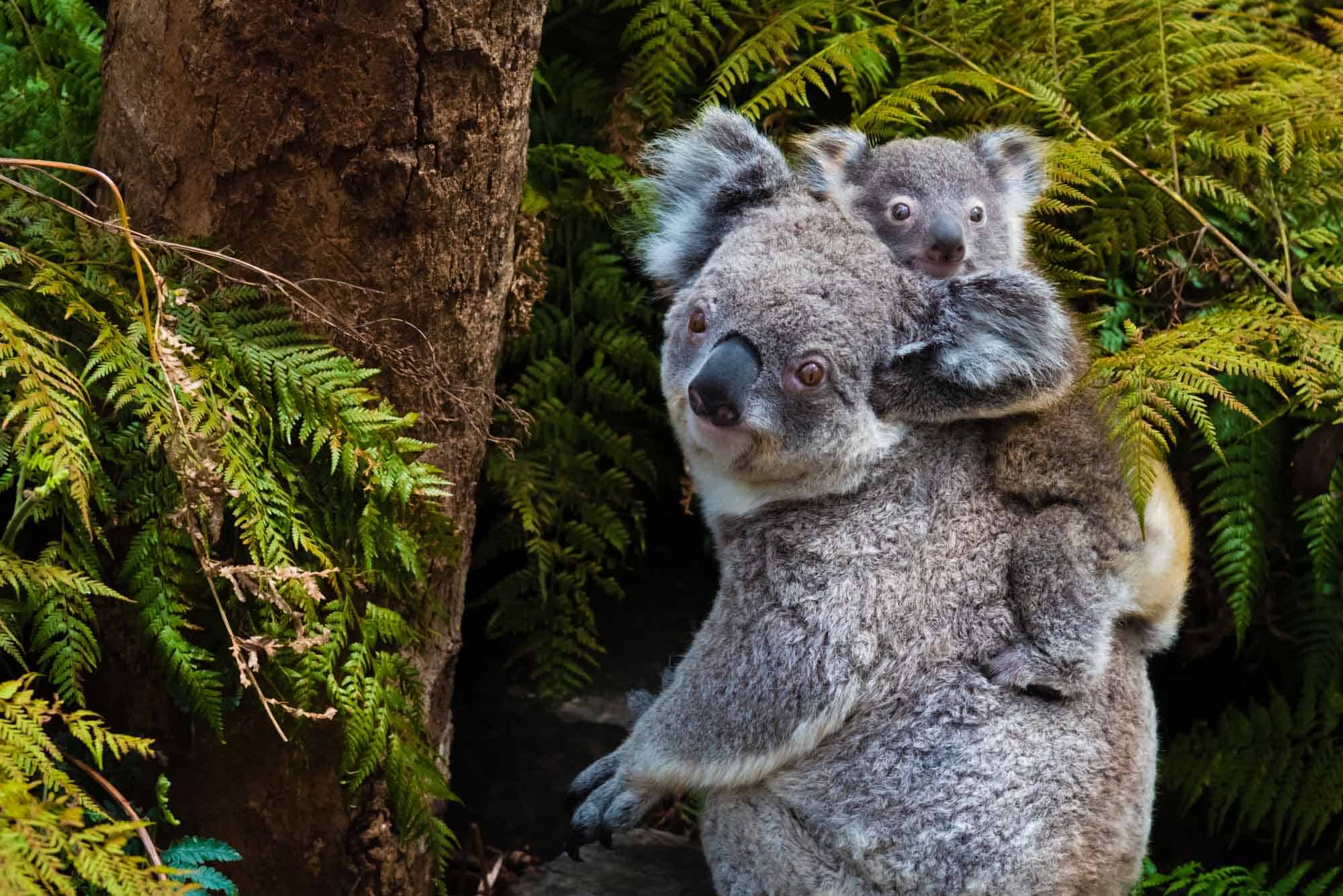 ¿Están los koalas en peligro de extinción?
