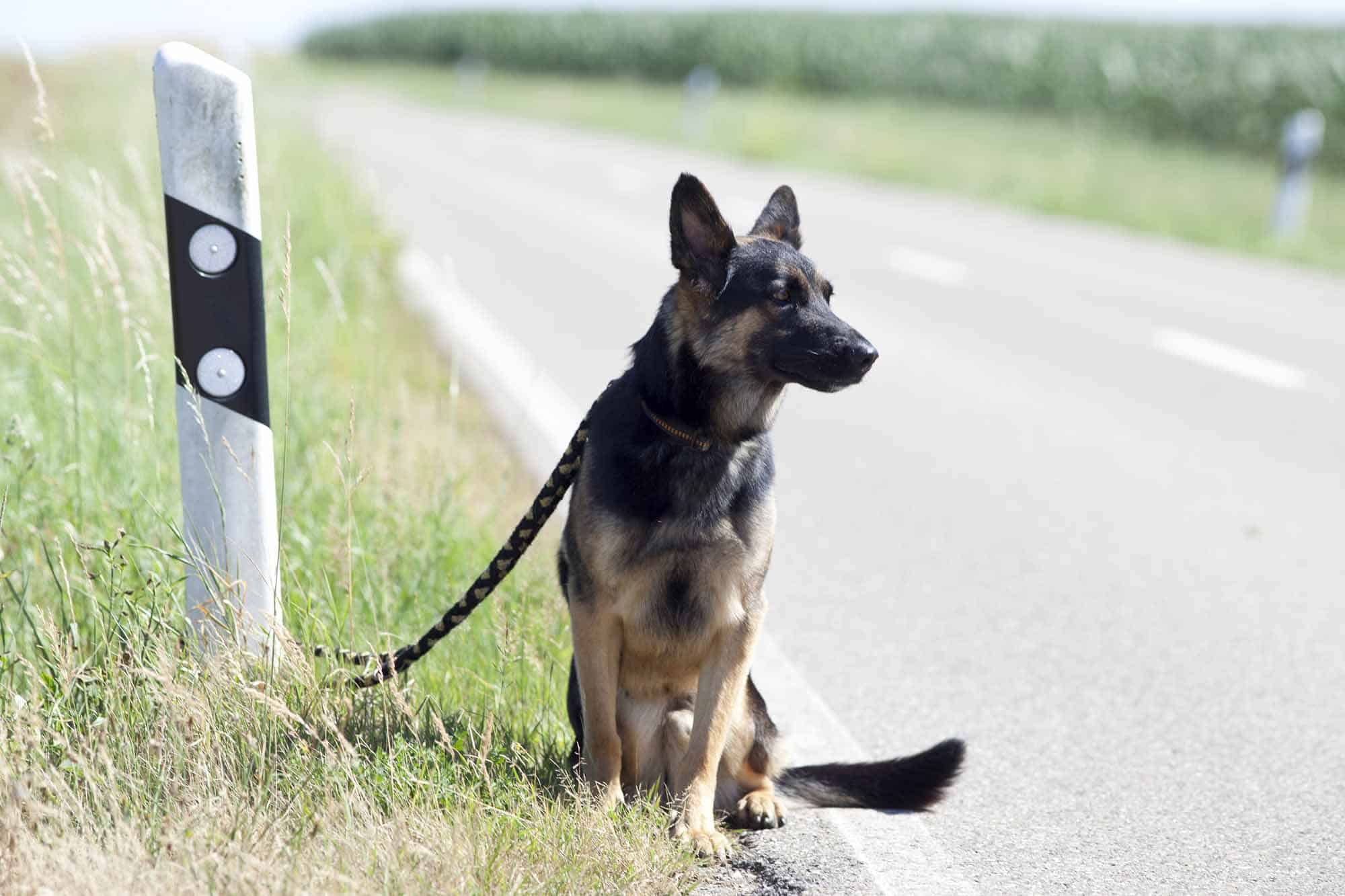 El abandono de mascotas incrementa tras el confinamiento