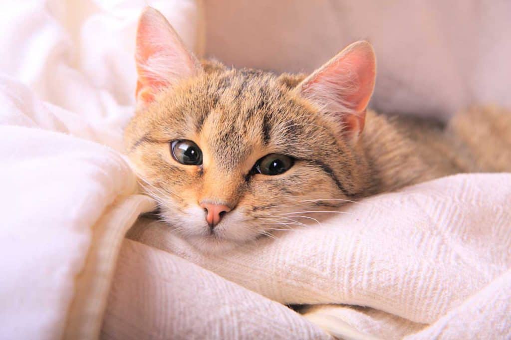 Un tratamiento de coronavirus de gatos podría funcionar en los humanos
