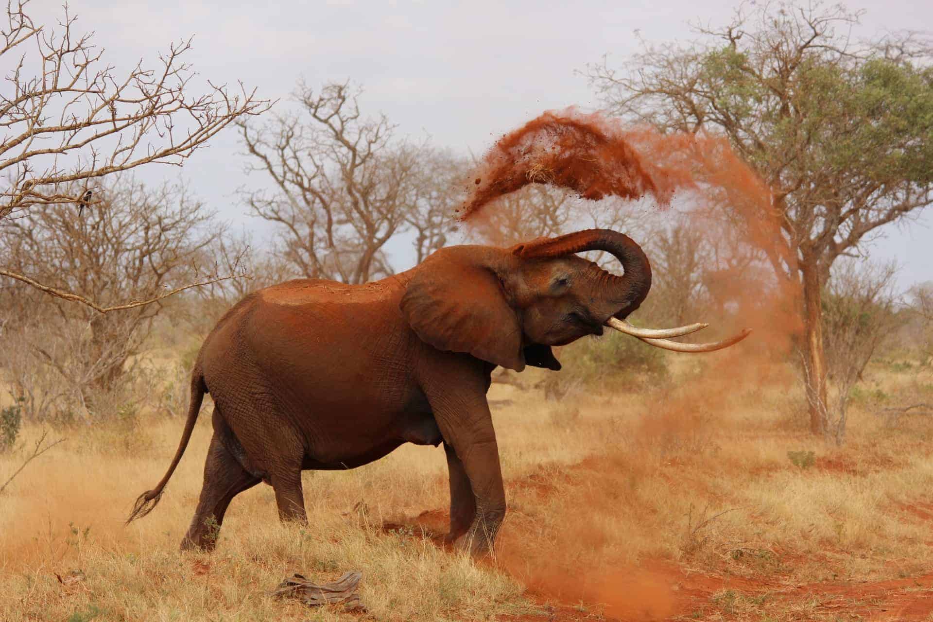 Kaavan, el elefante deprimido, por fin es libre