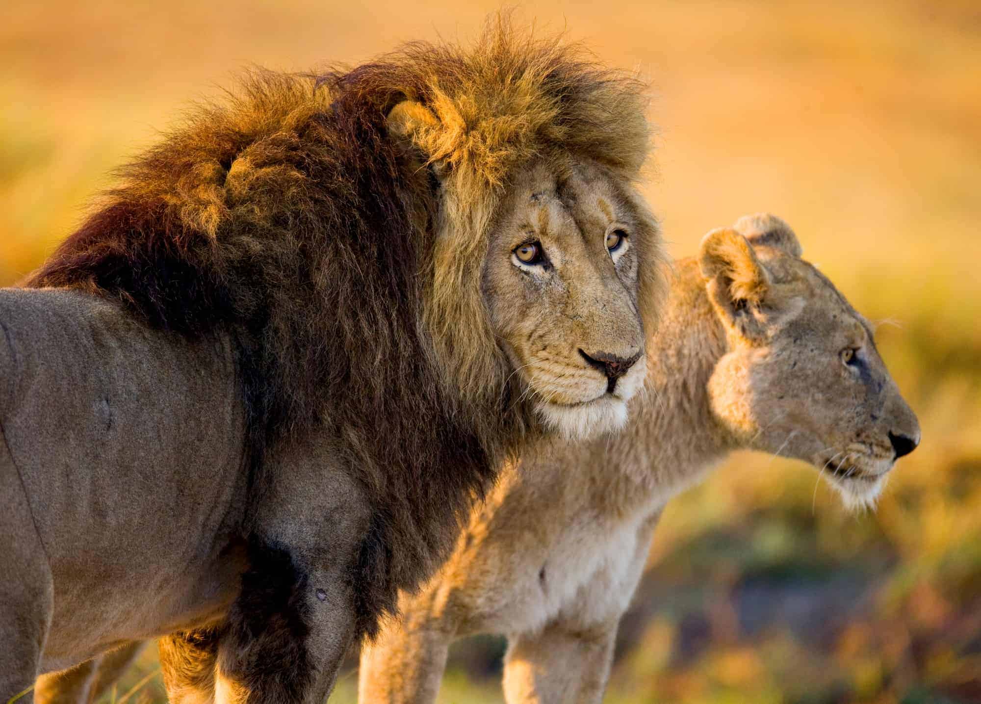 La Tierra ha perdido dos tercios de su fauna salvaje en menos de 50 años