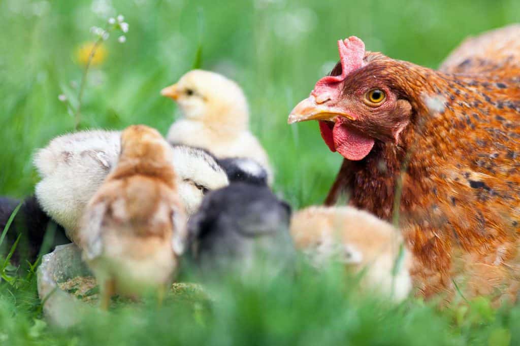 Pollos de diseño: el nuevo modelo de crianza ética