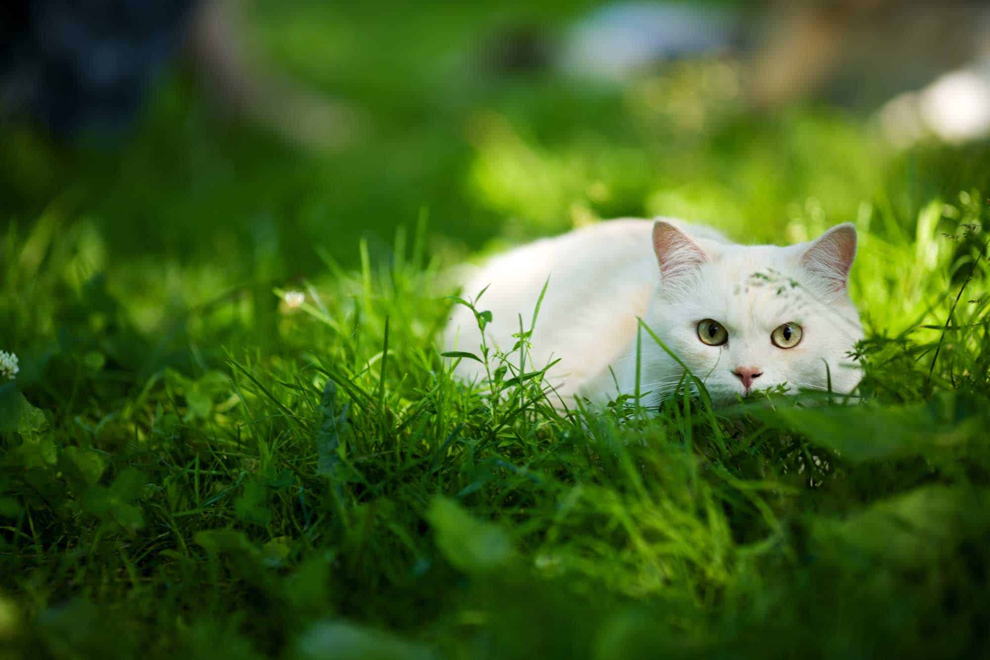 Origen e historia de Pangur Bán, el gato blanco