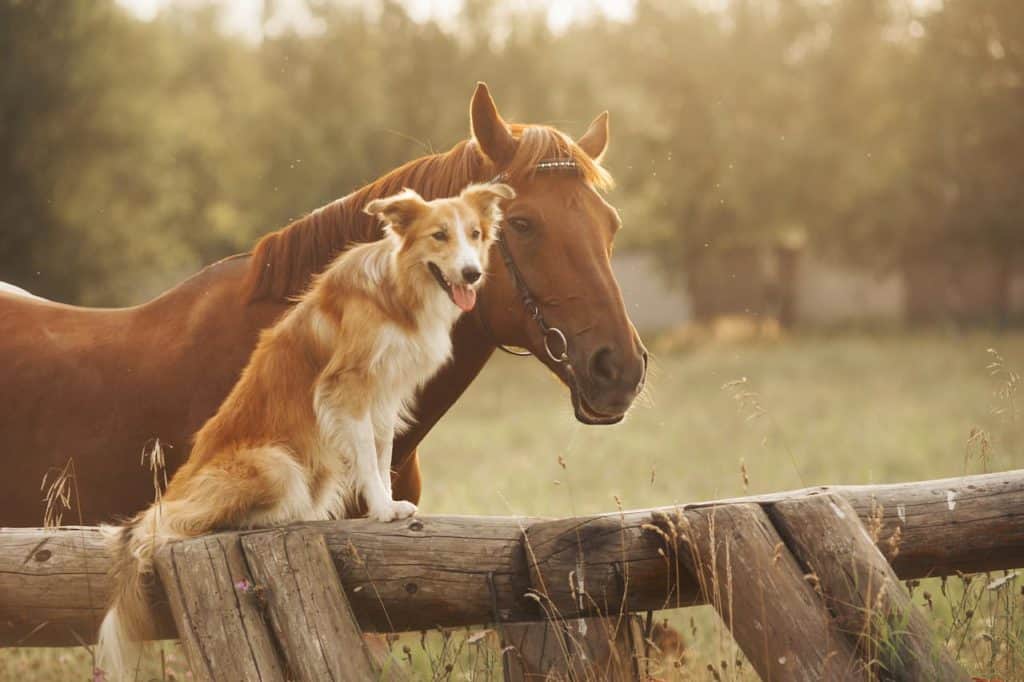 El Día de los Animales nos recuerda que debemos respetar su hábitat