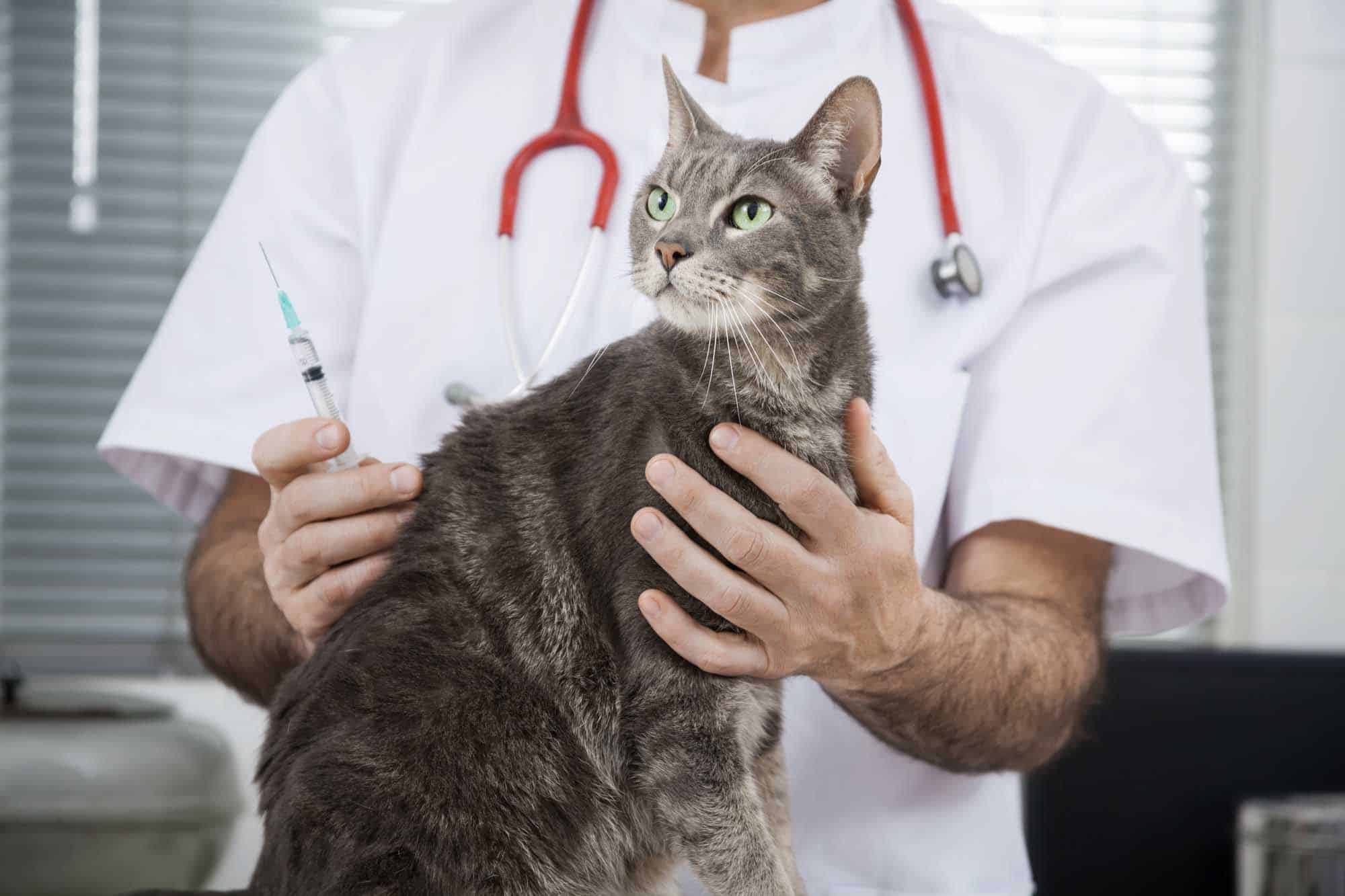 Un tratamiento para gatos puede funcionar contra el coronavirus en humanos