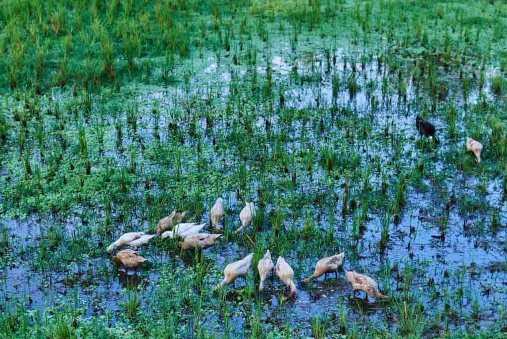 Los patos "agricultores" limpian los patos y se evita el uso de pesticidas