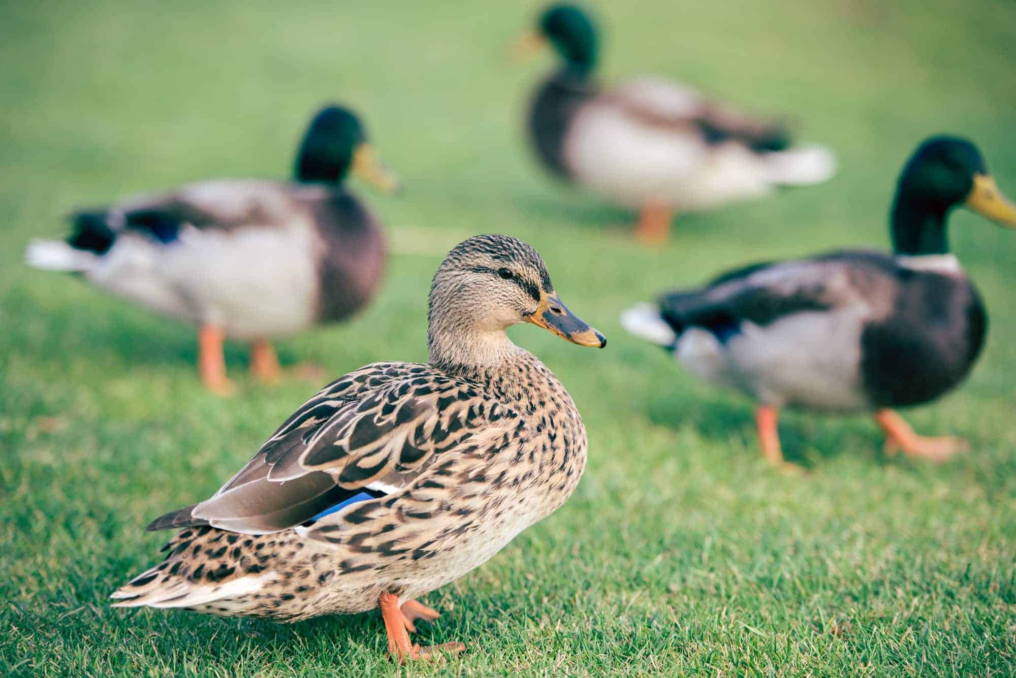 Un ejército de patos "agricultores" en Tailandia