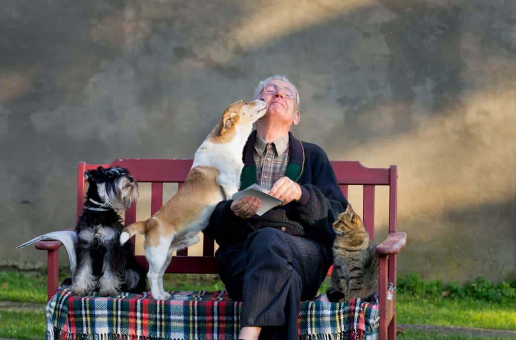 ¿Cuánto cuesta mantener un perro durante un año?