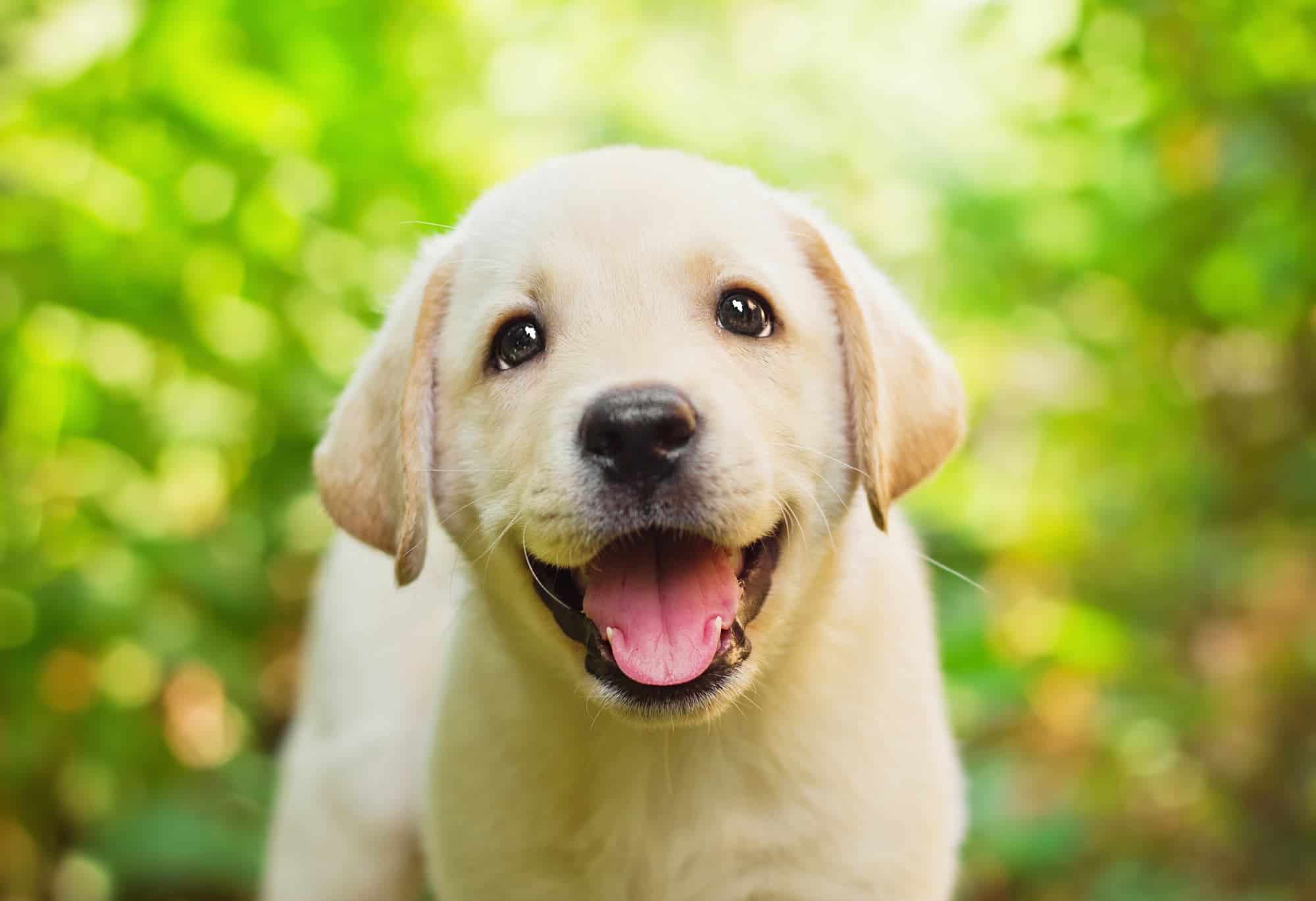 ¿Cuánto dinero nos cuesta mantener un perro'