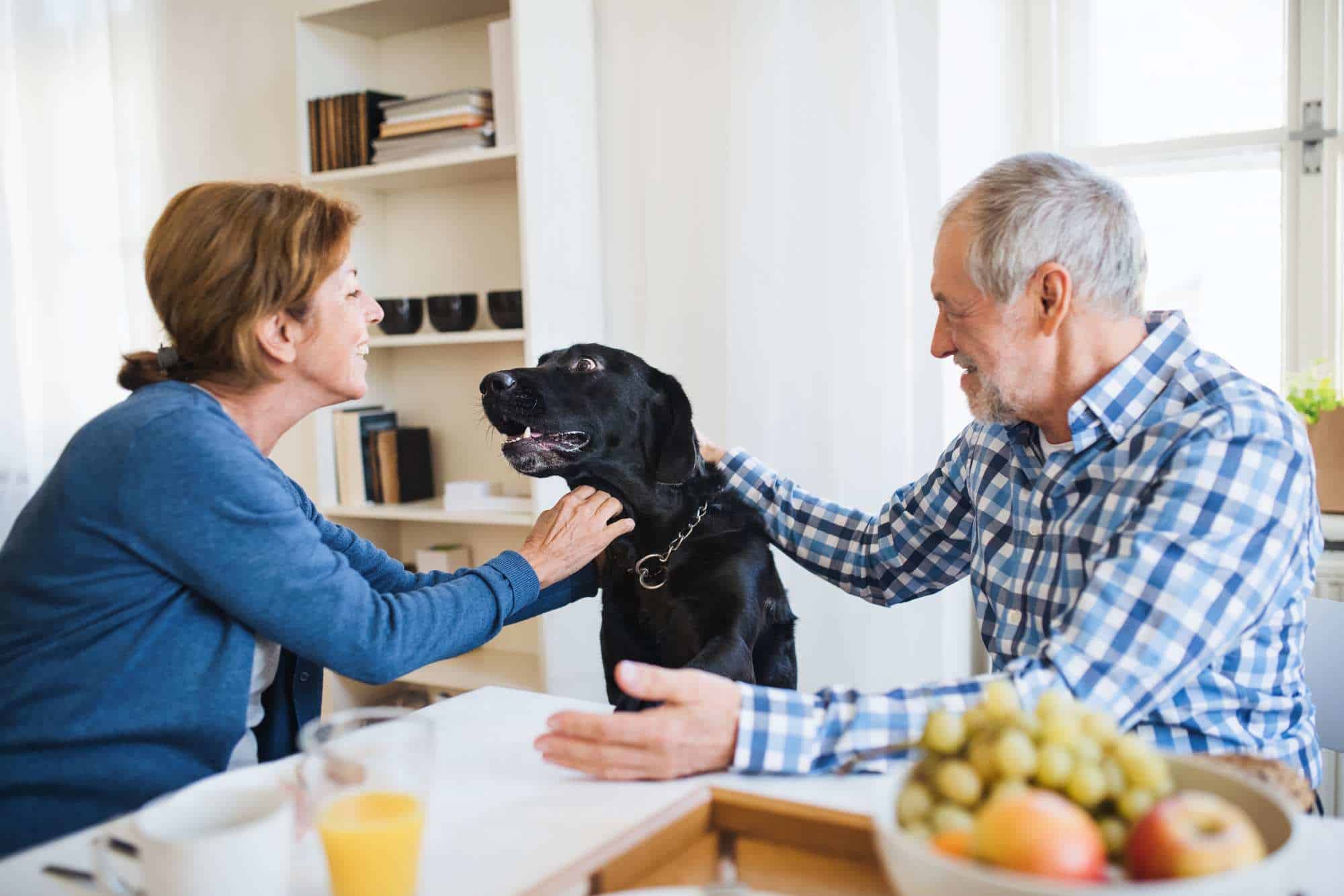 Tecnología para hablar con tu perro