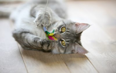 9 regalos para tu gato por el Día Internacional del Gato